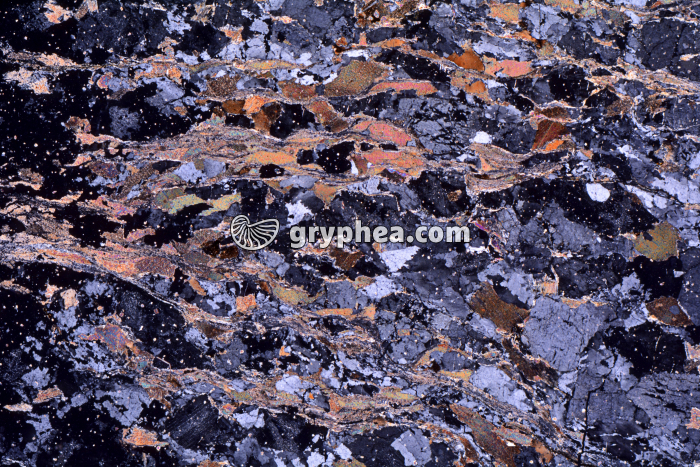 Gneiss à 2 micas (imousin) LPA x3,5 - gryphea.com